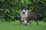 BULL TERRIER MINIATURE 144